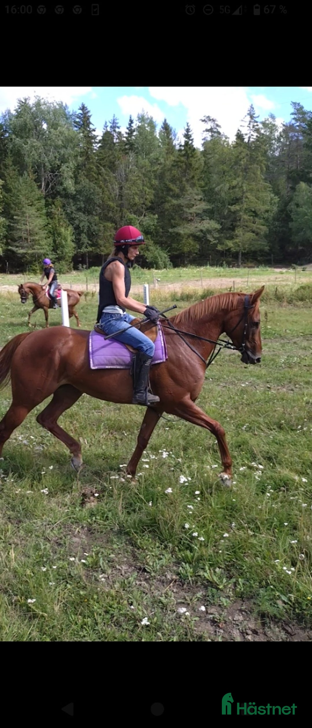 Allround hästar till salu: Trevligt sto redo att utvecklas vidare i Upplands Väsby - Annons 2