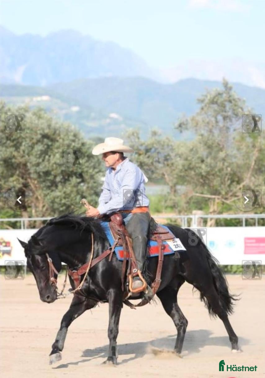  hästar Quarter horse, valack, 3år - Annons 2