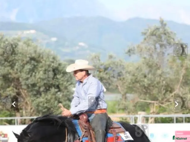 hästar Quarter horse, valack, 3år - Annons 2