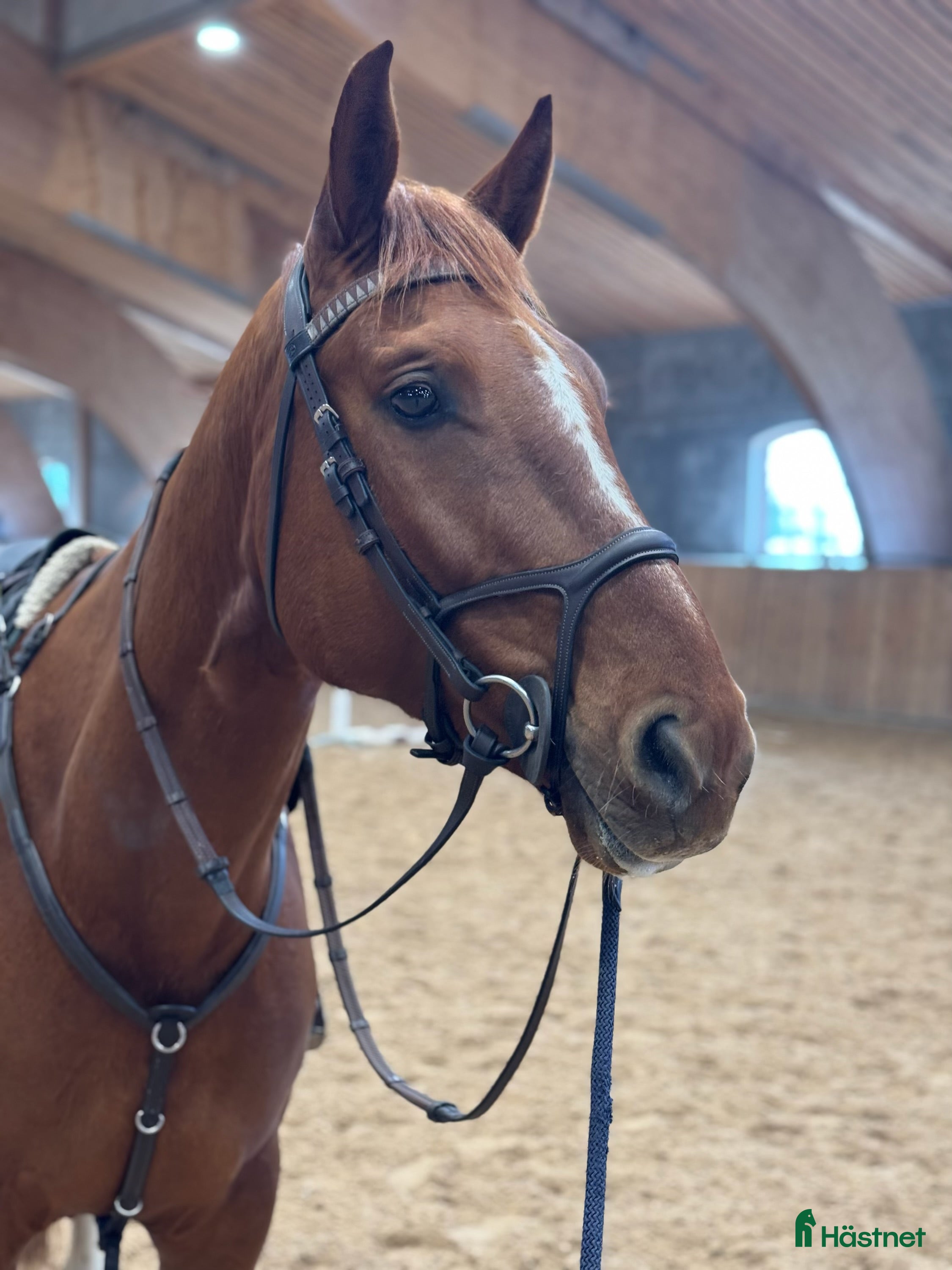  hästar Världens snällaste femåring - Annons 1