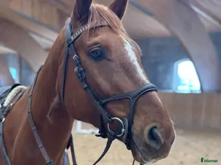 hästar Världens snällaste femåring - Annons 1