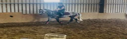Hoppning hästar till salu: Pumpkin Jack 140cm gelding  - Annons 5