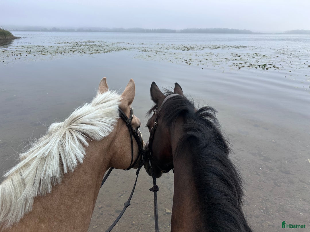  hästservice finnes: Inridning, utbildning, försäljning, tävling  - Annons 3