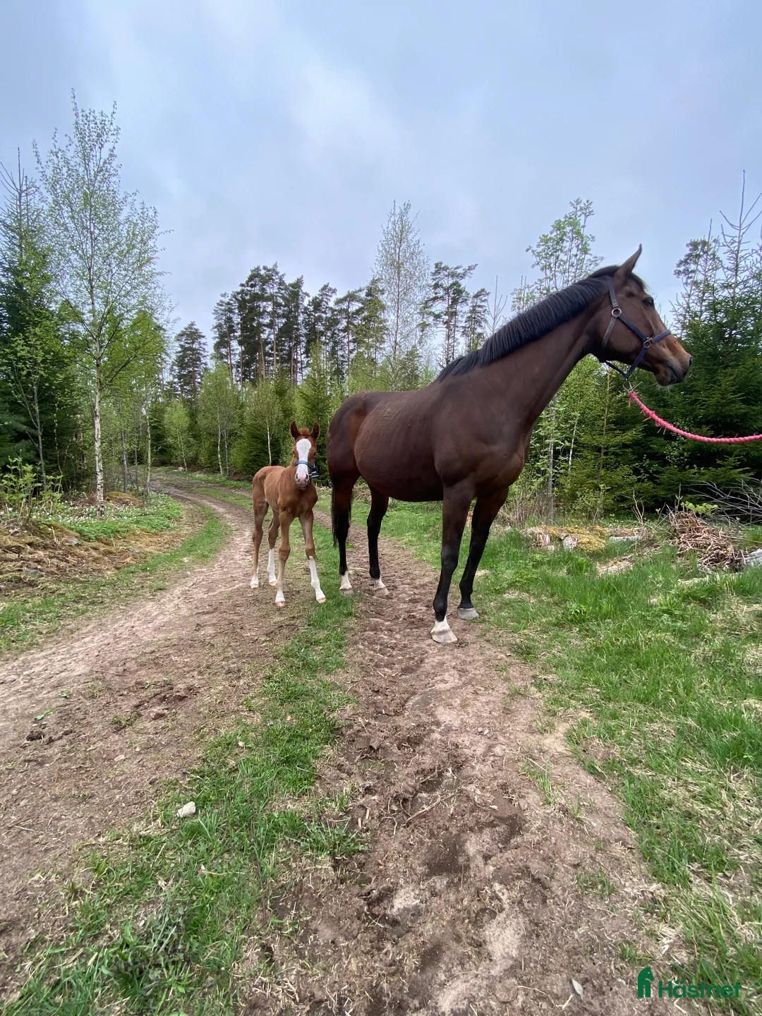 Avelshästar hästar till salu: Fullblodssto i Tenhult - Annons 2