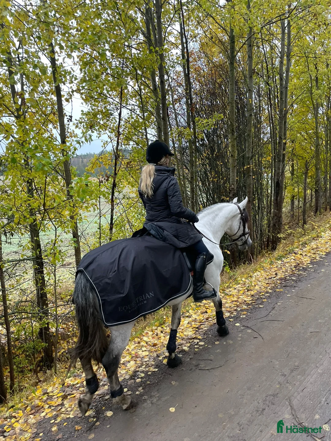 Dressyr hästar till salu: Mycket trevlig PRE-valack - Annons 2