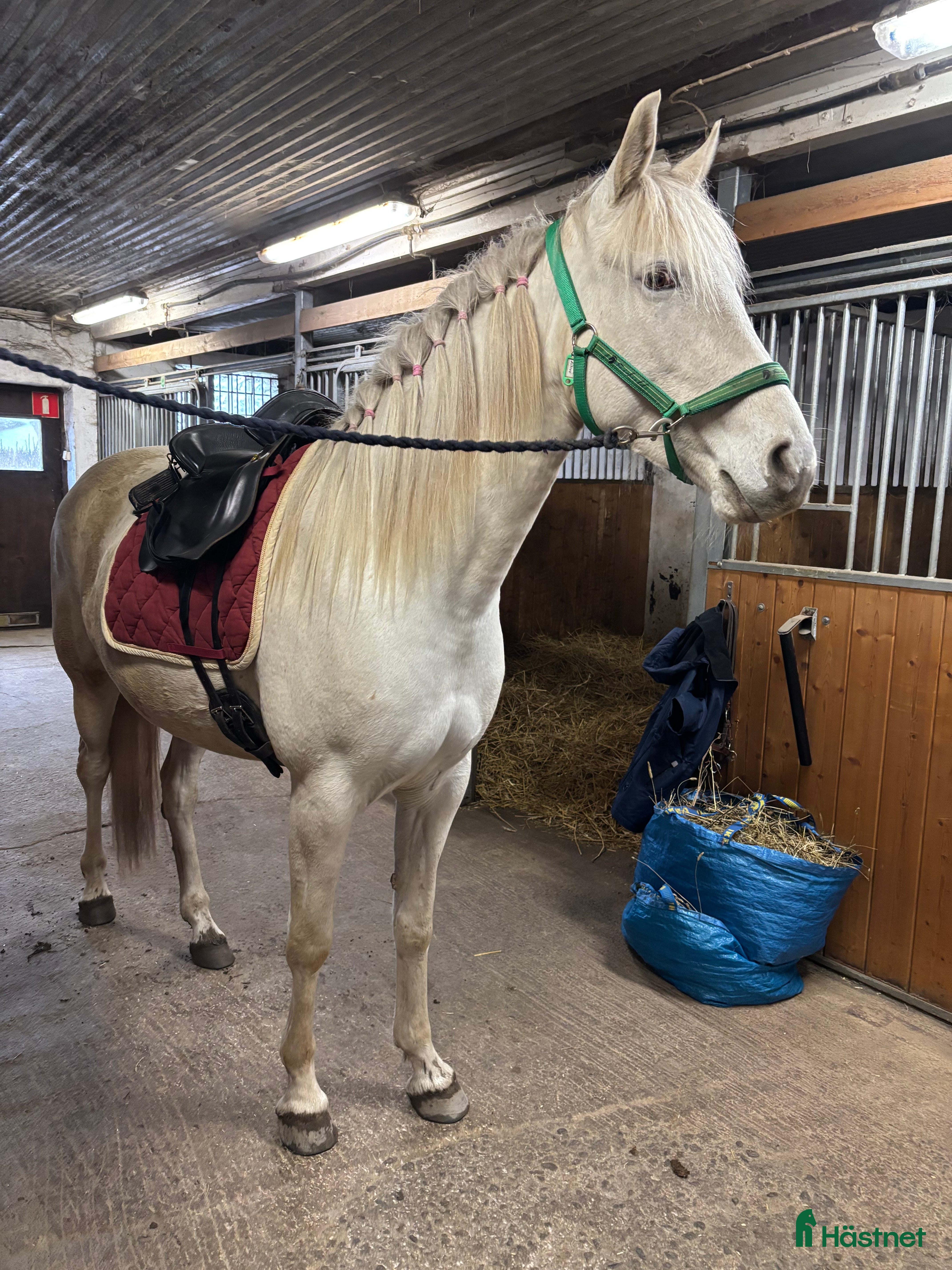  hästjobb Helgjobb i Almunge, Uppsala i Almunge - Annons 2