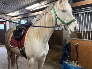 hästjobb Helgjobb i Almunge, Uppsala i Almunge - Annons 3