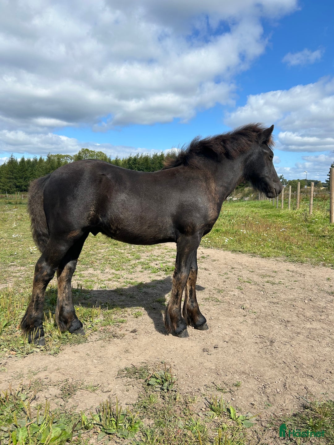 Allround hästar till salu: Allsidig hingstunge i Höör - Annons 1