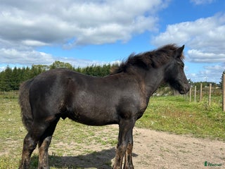 hästar Allsidig hingstunge i Höör - Annons 2