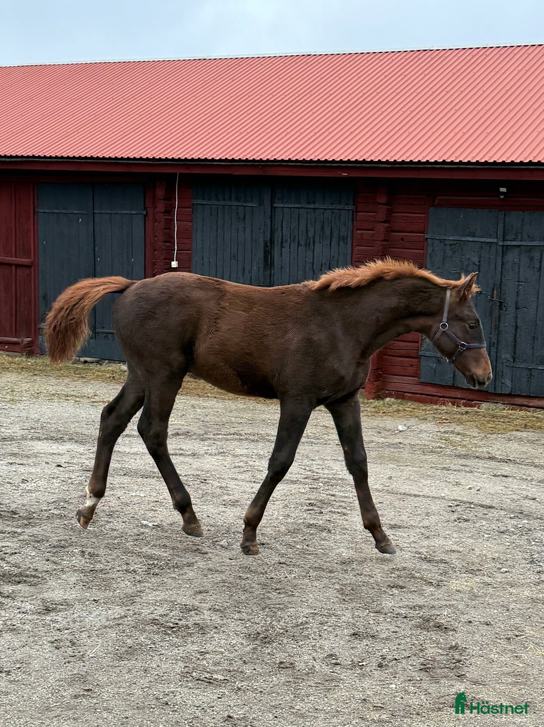 Dressyr hästar till salu: Magiskt fin Hingst ✨ i Sunnansjö - Annons 2