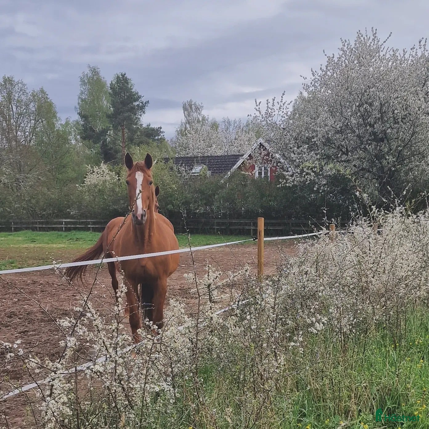  stallplats Ponnybox i Ruda - Annons 24