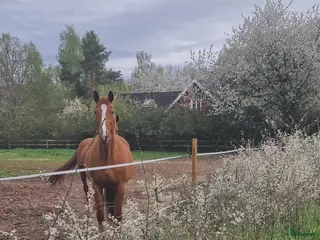 stallplats Ponnybox i Ruda - Annons 24