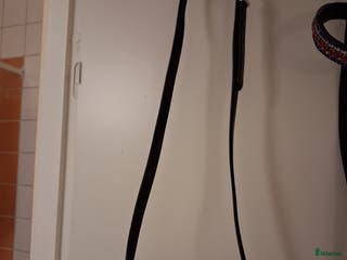 Träns hästutrustning till salu: Träns med bling i Uppsala - Annons 1