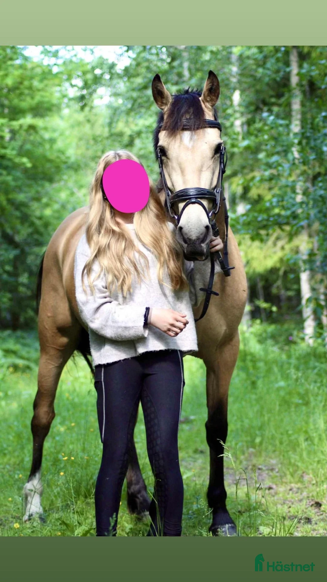 Hoppning hästar till salu: Lovande 5 åring D-Ponny - Annons 2