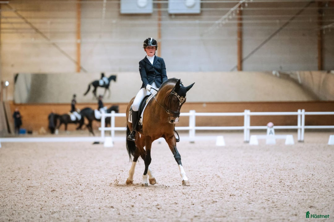 Dressyr hästar sökes: Dressyrläromästare sökes till ambitiös junior i Kristianstad - Annons 1