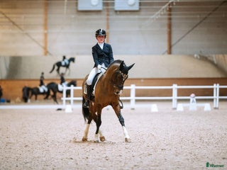 hästar Dressyrläromästare sökes till ambitiös junior i Kristianstad - Annons 1