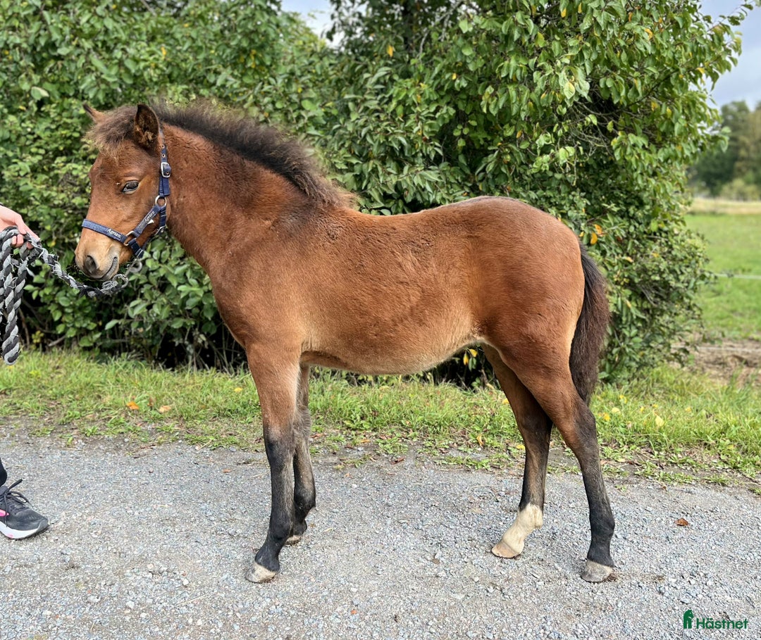 Trav hästar till salu: Trevligt stoföl i Lidköping - Annons 2