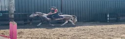 Allround hästar till salu: 6yo gelding 128cm - Annons 9