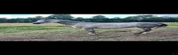  medryttarhäst finnes: Medryttare sökes - Annons 1