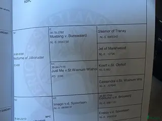 hästar Kanon barnponny eller avel - Annons 2