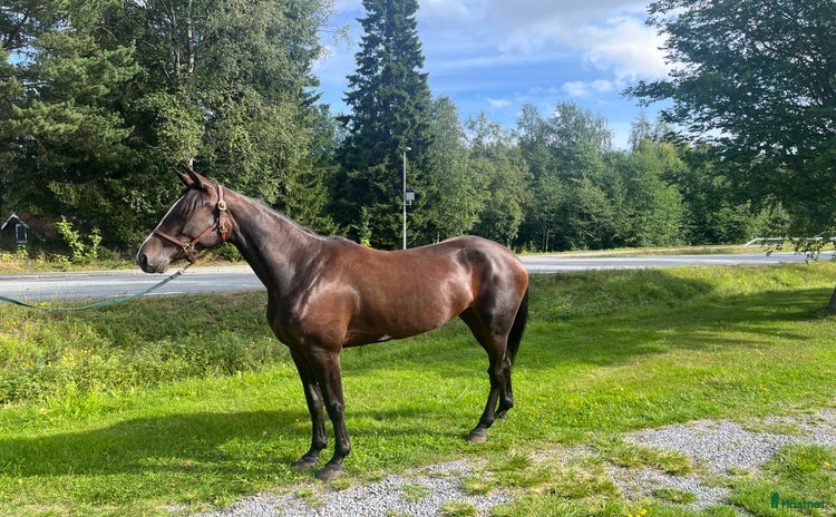  hästar i Skellefteå - Annons 4