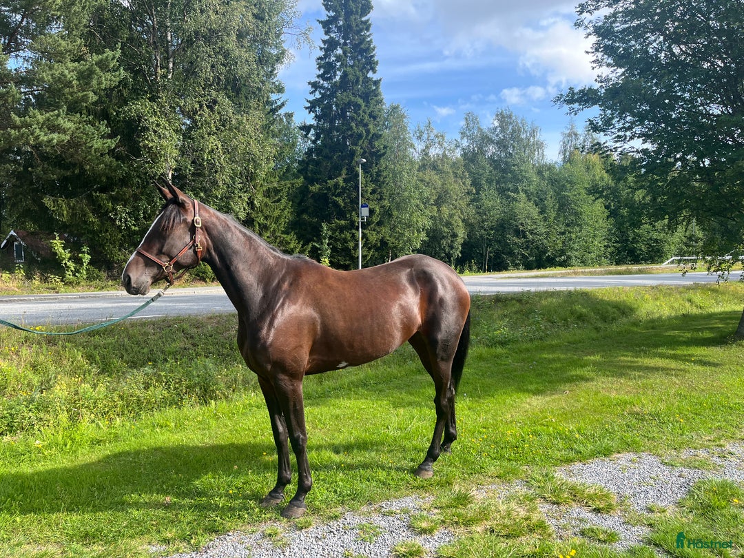 Trav hästar till salu: 5-årigt sto trav i Skellefteå - Annons 1
