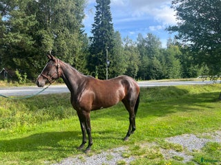 hästar 5-årigt sto trav i Skellefteå - Annons 7