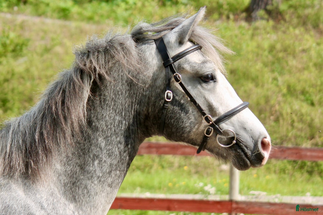 Allround hästar till salu: Lovande ettårig connemarahingst i Norsholm - Annons 4