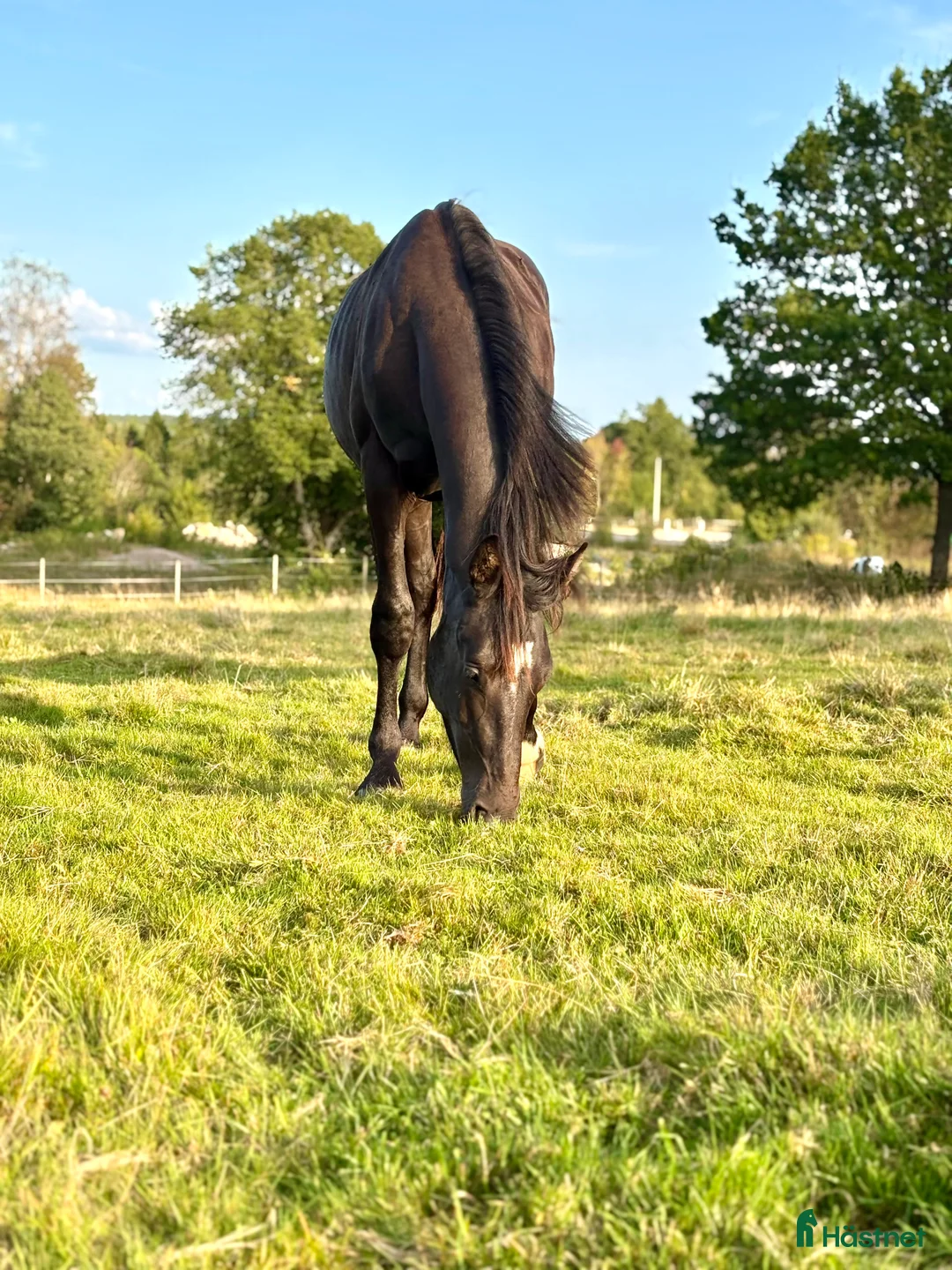Dressyr hästar till salu: Trevlig dressyrvalack i Billdal - Annons 1