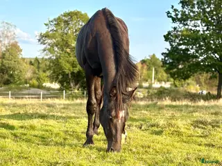 hästar Trevlig dressyrvalack i Billdal - Annons 3