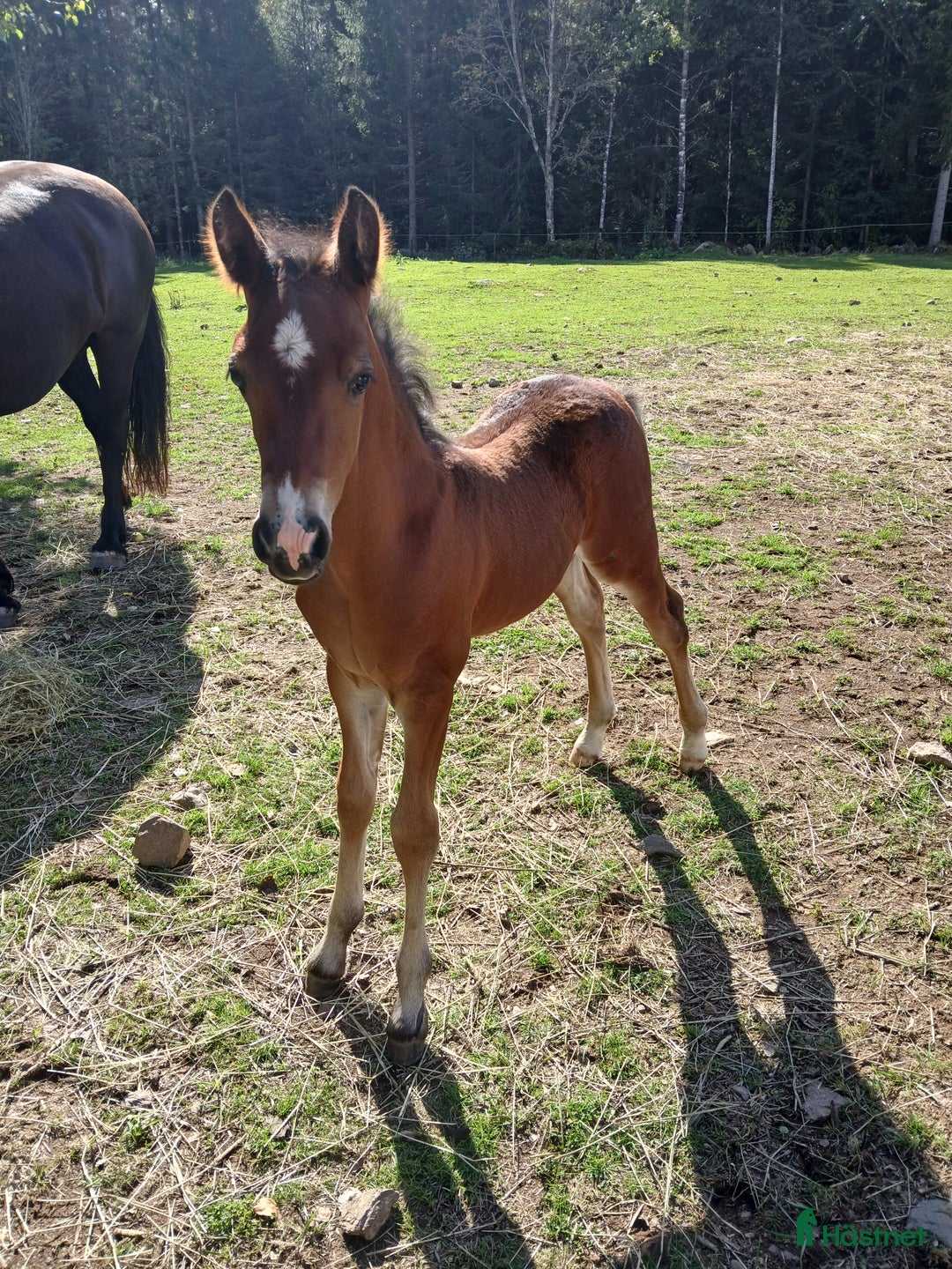 Allround hästar till salu: Charmig welsh partbred hingst 🌟 i Älmhult - Annons 3