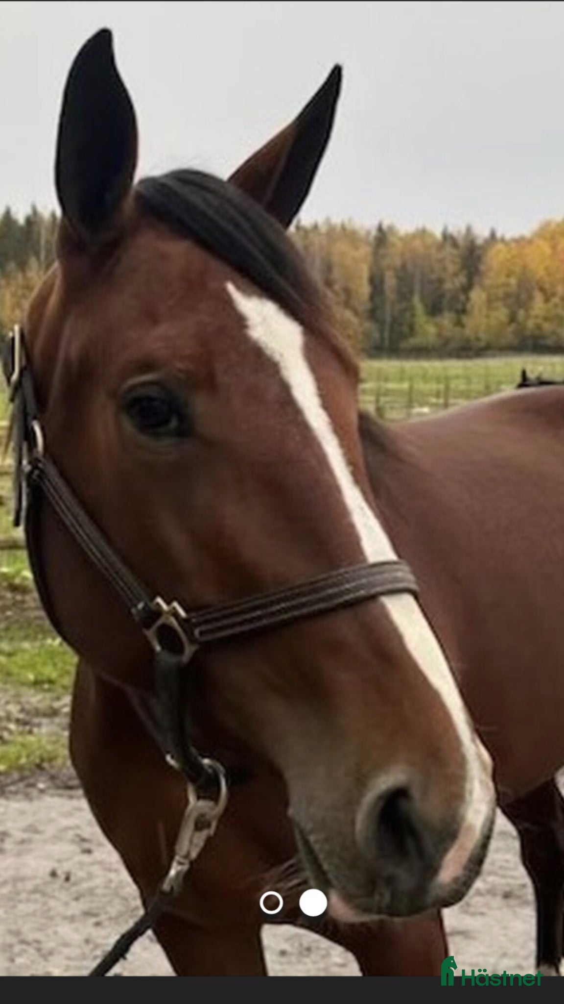  hästar Avelssto,sällskap,promenadridning - Annons 11