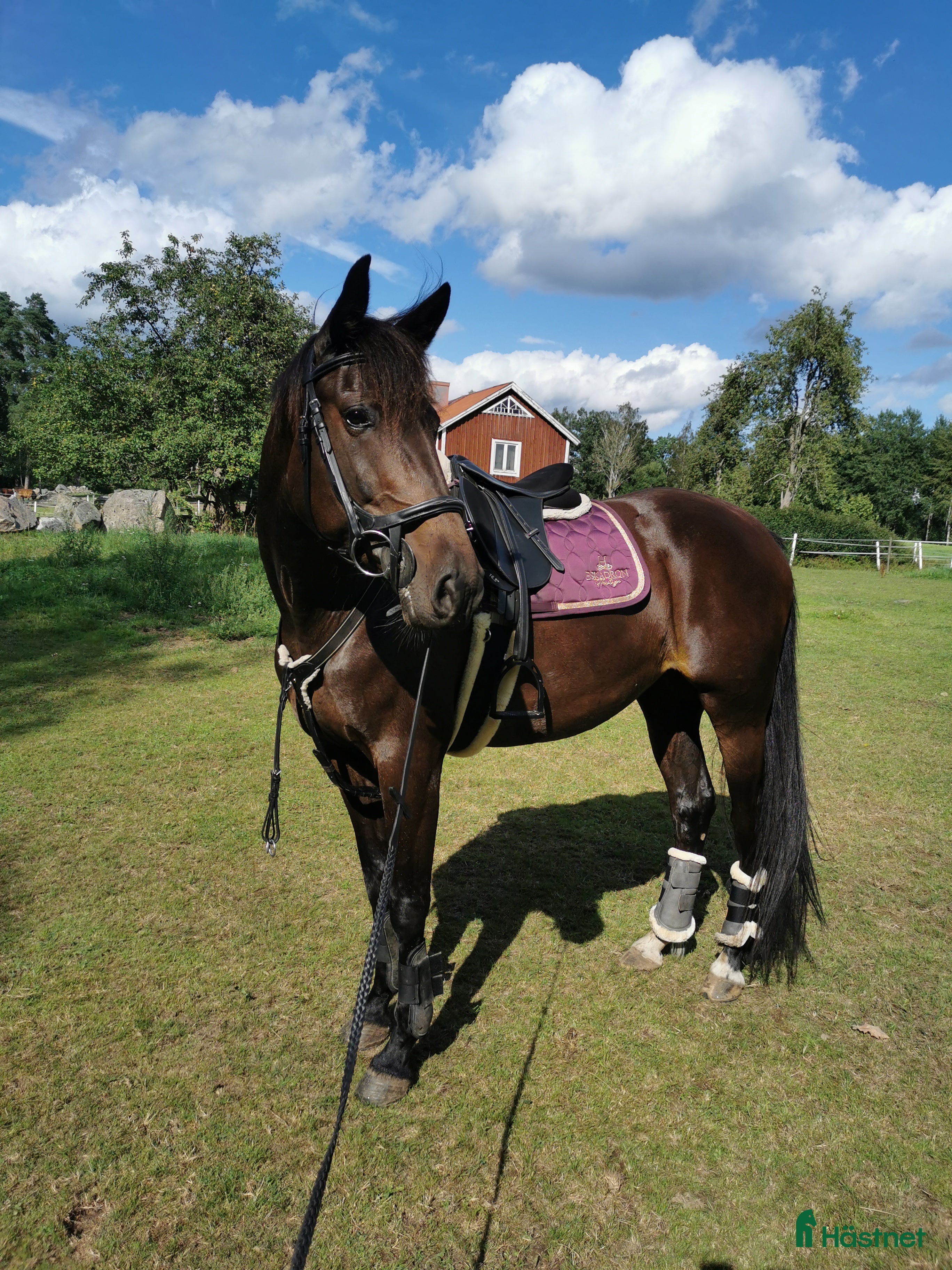  hästar Fint varmblods sto - Annons 1