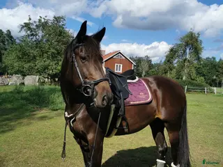 hästar Fint varmblods sto - Annons 1