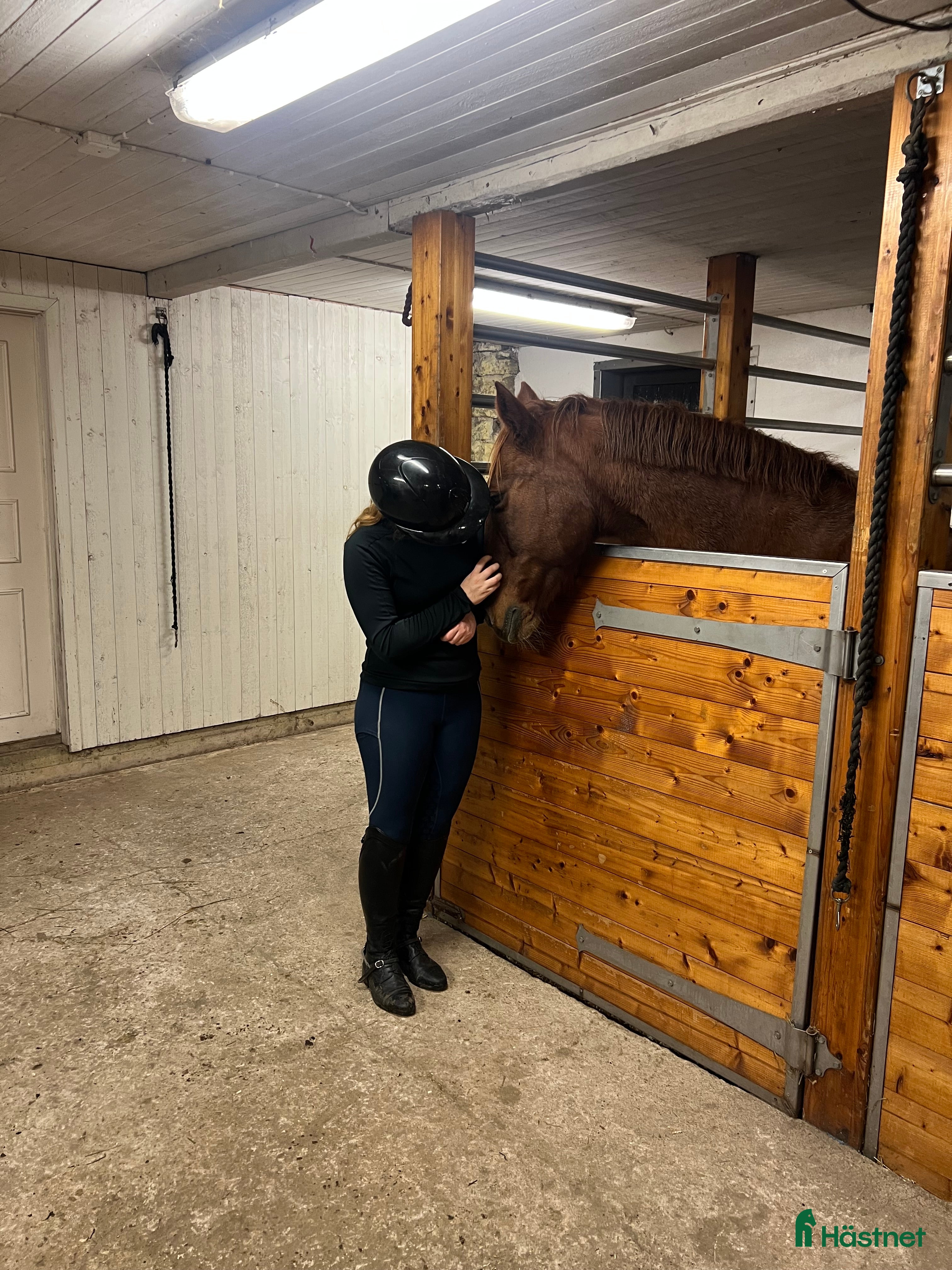  hästar Söker medryttare till världens snällaste ponny i Dalstorp - Annons 11