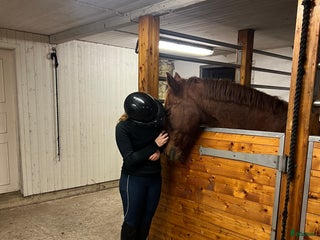 hästar Söker medryttare till världens snällaste ponny i Dalstorp - Annons 16