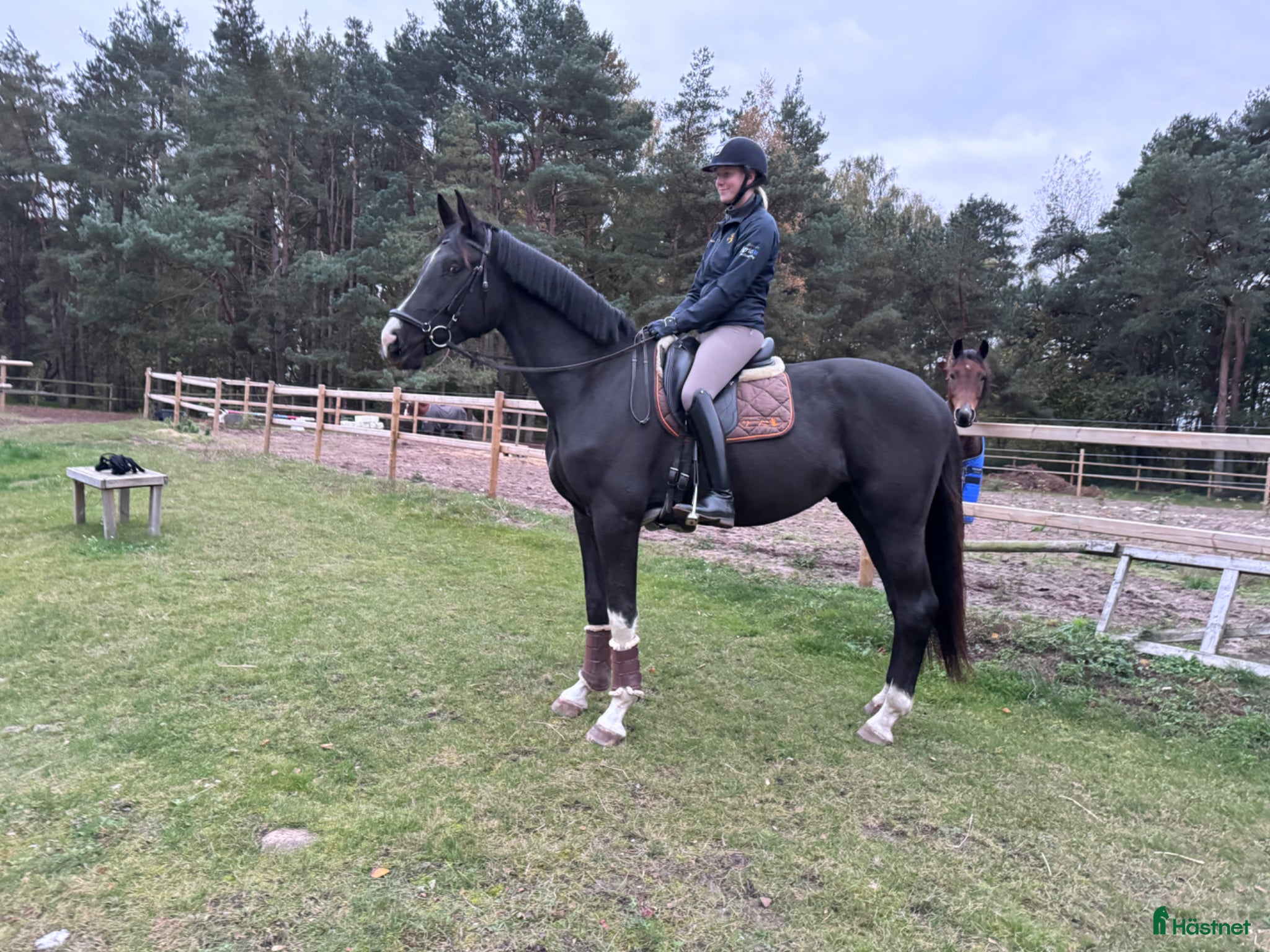  hästar Lovande dressyrämne - Annons 5