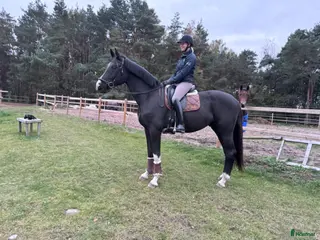 hästar Lovande dressyrämne - Annons 11