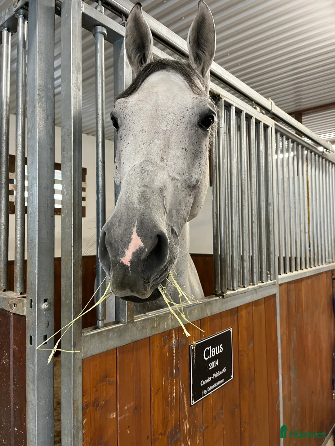 Allround hästar till salu: Lyxig hobbyhäst - Annons 4