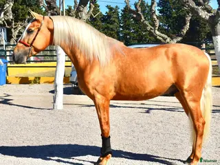 hästar Palomino PRE hingst - Annons 1