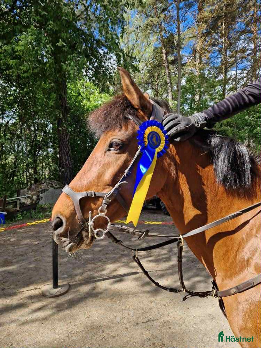Hoppning hästar till salu: Het hopponny i Åkers Styckebruk - Annons 2