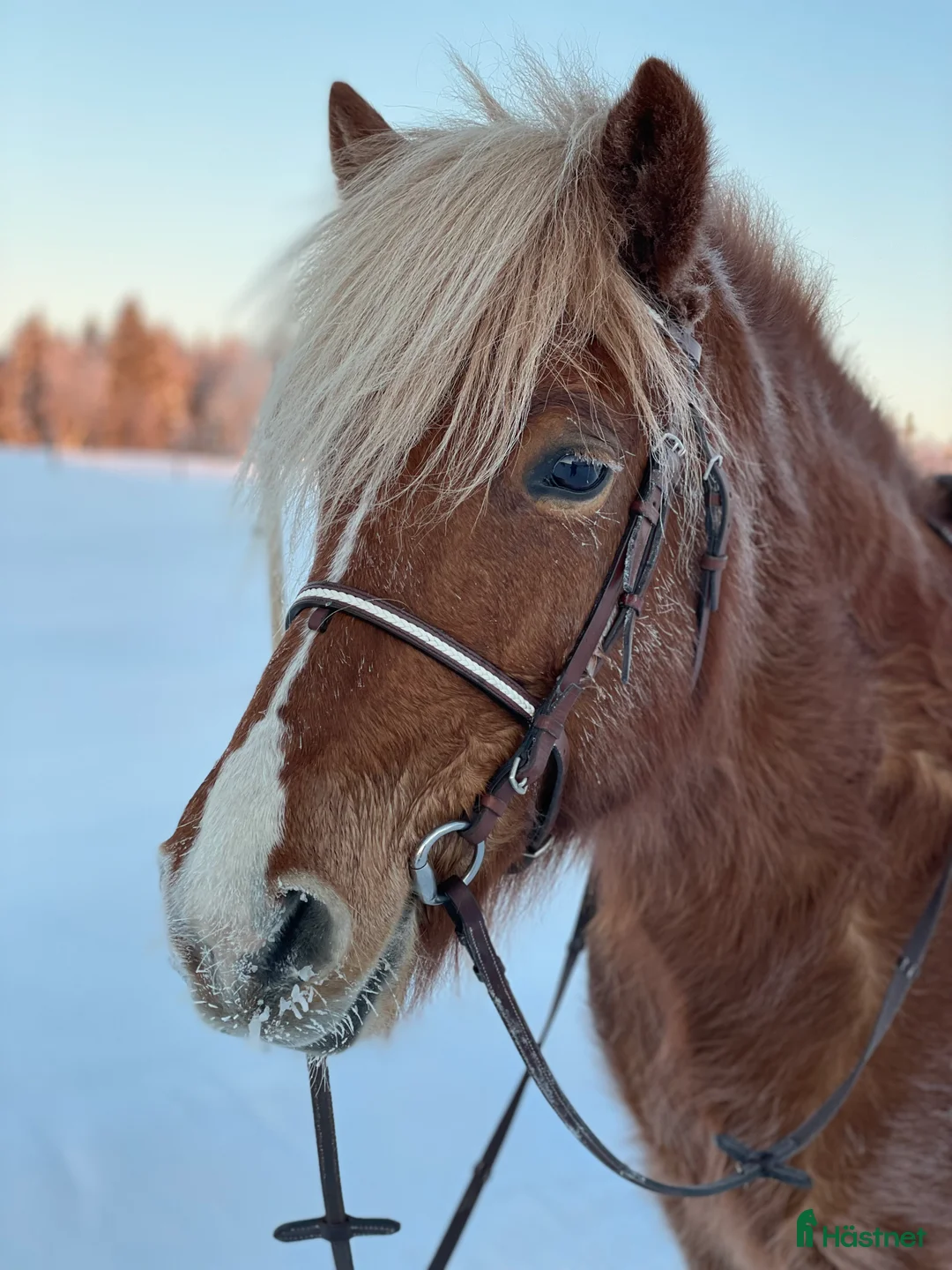 Island hästar till salu: Islandssto triangelmärkt i Orrviken - Annons 7