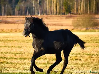 hästar Trevlig svenskfödd Connemarahingst *2025 - Annons 16