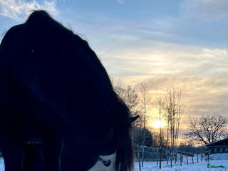 hästar Snyggaste skogsmullen - Annons 3