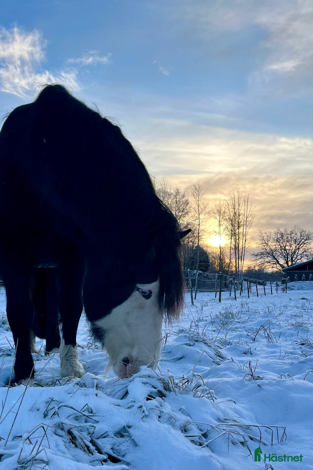 Akademiskt hästar till salu: Snyggaste skogsmullen - Annons 1