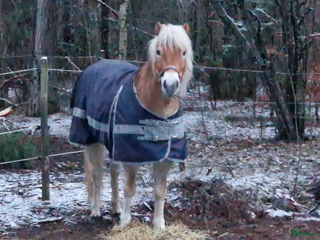 Allround hästar till salu: Vackert gotlandsruss med ett hjärta av guld i Visby - Annons 5