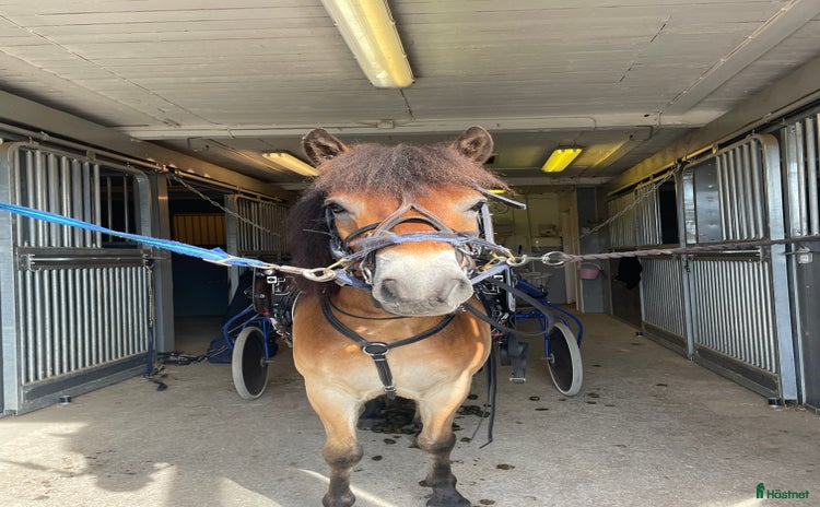  hästar i Domsjö - Annons 5