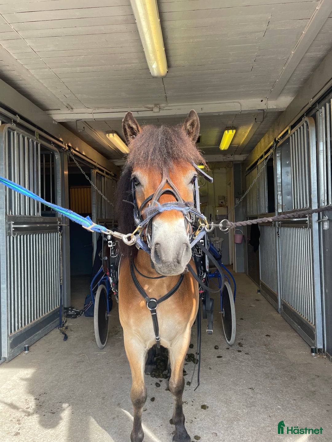 Trav hästar till salu: Social ponnytravare  i Domsjö - Annons 1