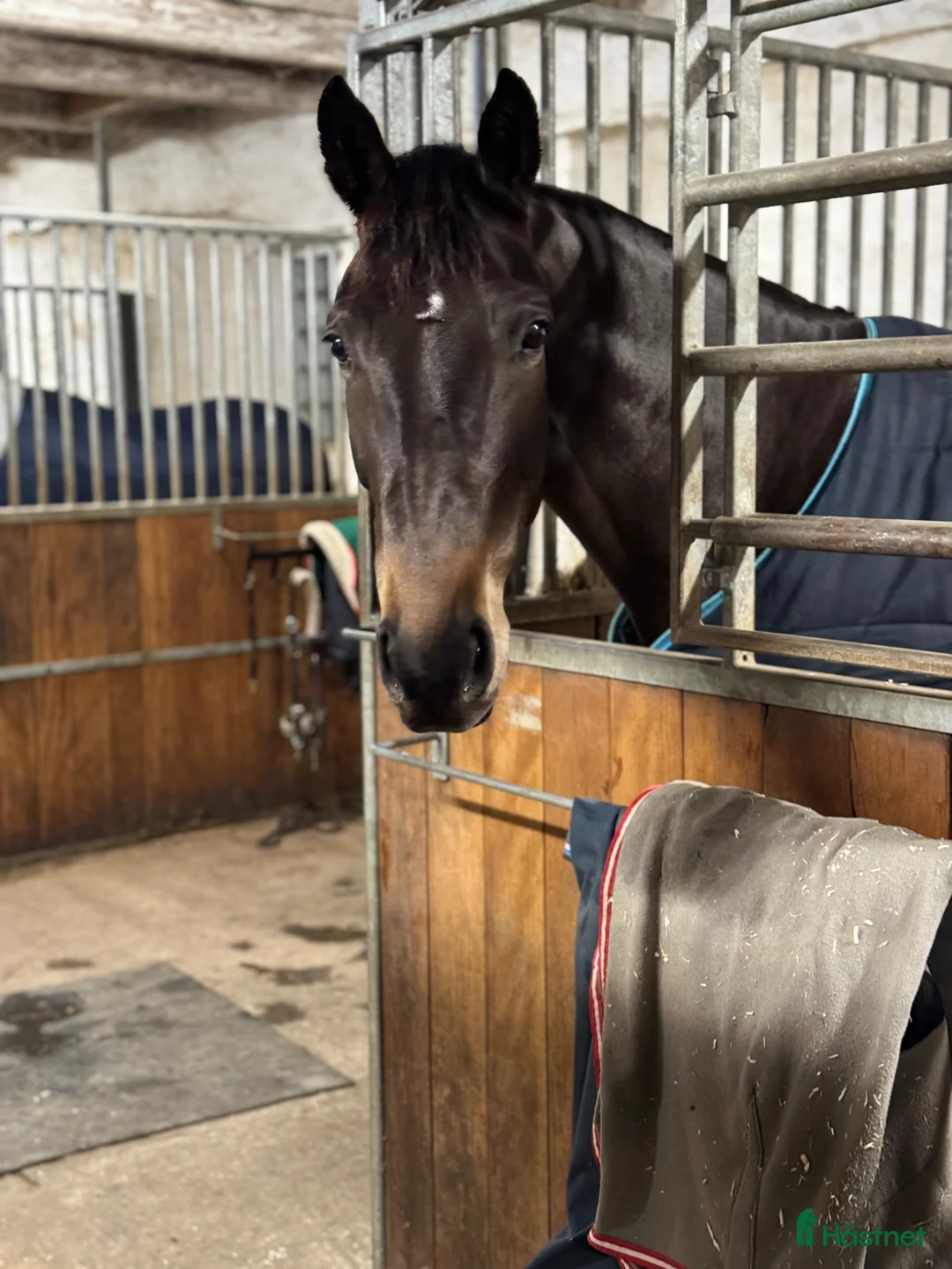 Avelshästar hästar till salu: Avelssto f. 2016 e. Argus da Carma, u. Irco Mena - Annons 5