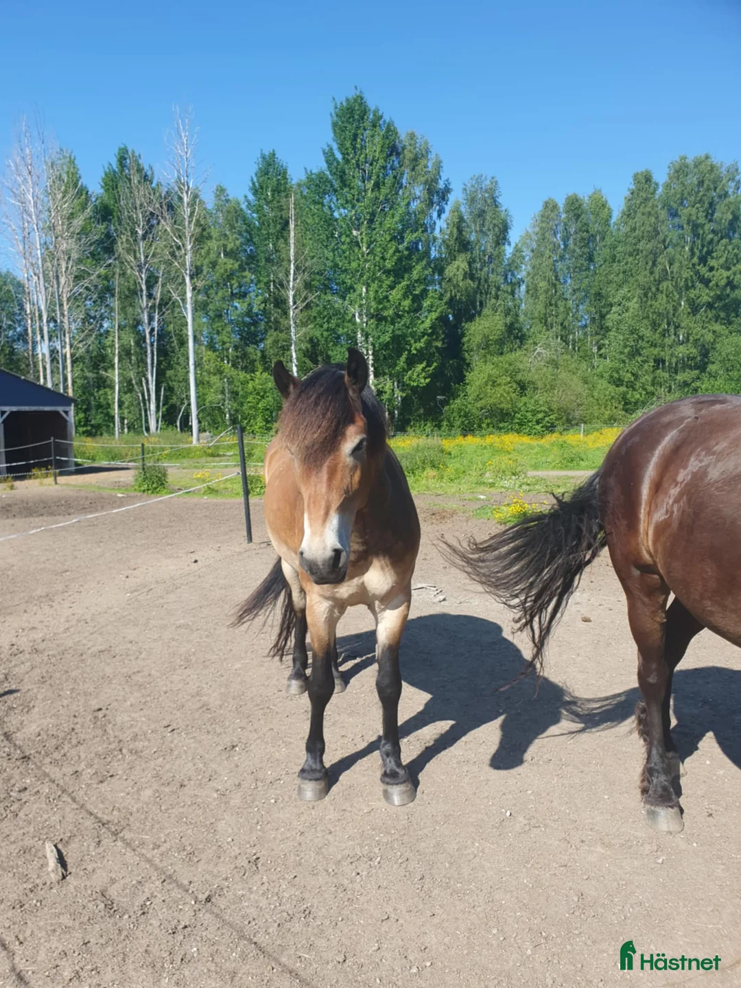 Akademiskt hästar till salu: Utlånas för senare köp - Annons 2
